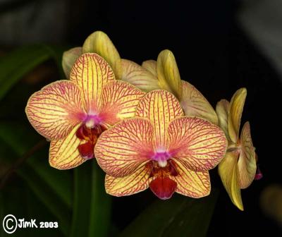 09837 orchid