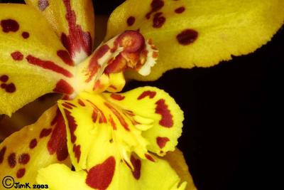ORCHIDS