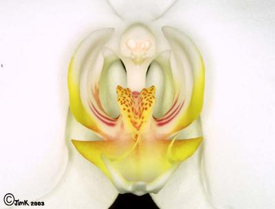 10011 Orchid close-up