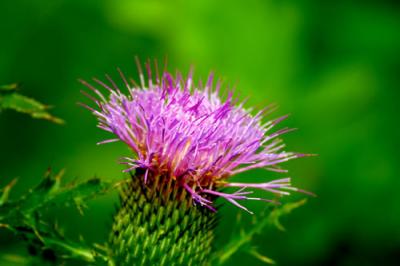 01897 Thistle