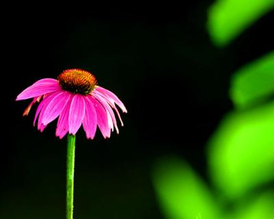 01956 Coneflower