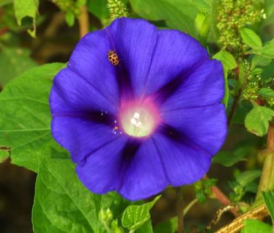 04506 Morning Glory