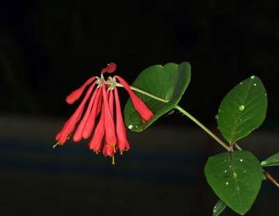 11303 Trumpet Honeysuckle