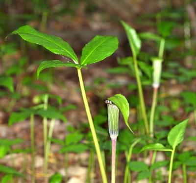 11412 Jack-in-the-Pulpit