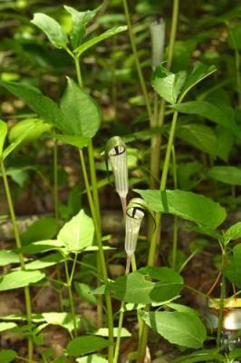 11418 Jack-in-the-Pulpit
