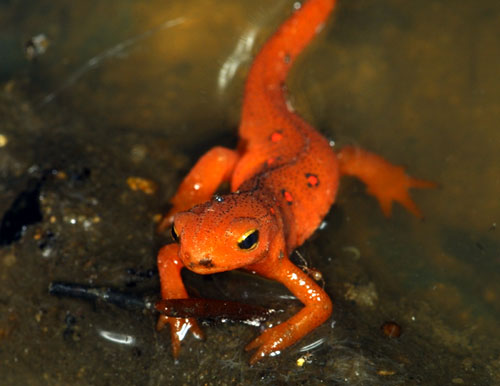 14791 Red Eft