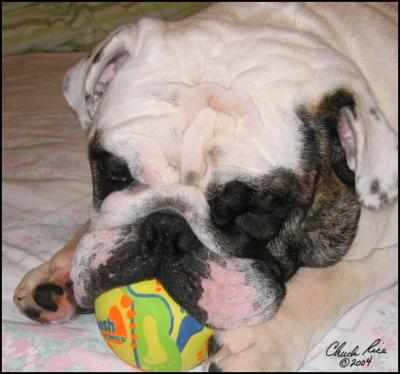 u32/bullfiddle/medium/31475524.ZZZackandtheball_lg.jpg