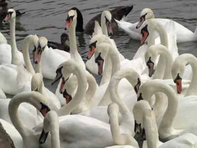 Swans begging for food