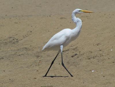 egret