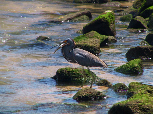 Tricoloured Heron