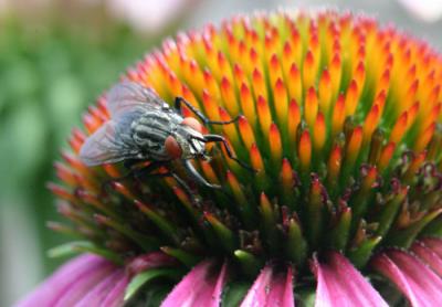 Fly on a purple coneflower (echinacea)
