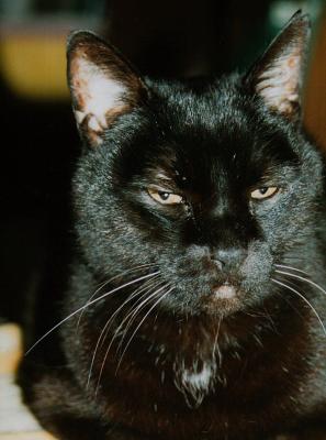 Panther  (Aug 2, 1986 to Oct 19, 2004)