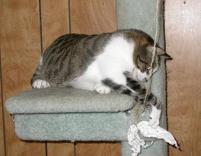 Tabitha (April, 2002 to July 2017)