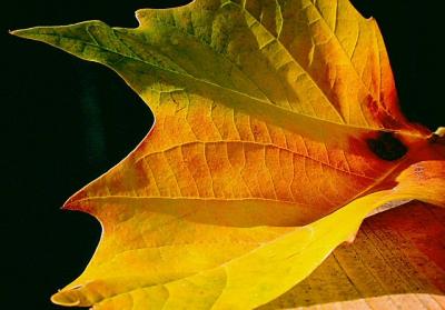 Autumn Leaf1