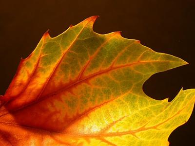 Autumn Leaf2