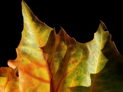 Autumn Leaf4