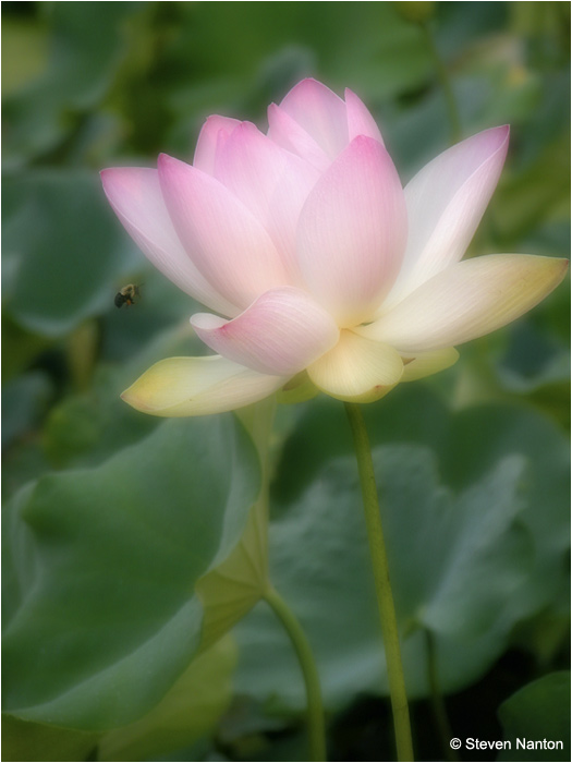 Lily and bee