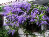 Petrea  Volubilis (Queens Wreath) March 22.jpg