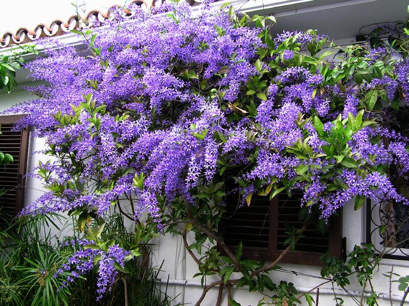 Petrea  Volubilis (Queens Wreath) March 22.jpg