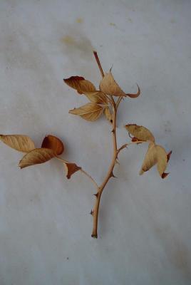 web_dsc03820.jpg