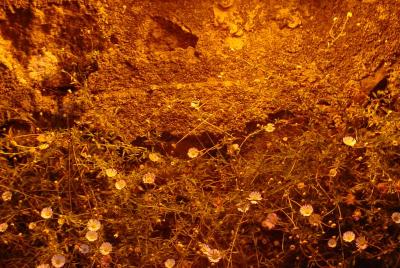 web_dsc03906.jpg