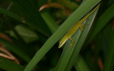 u32/canon_300d/medium/33134881.1451Lizard.jpg