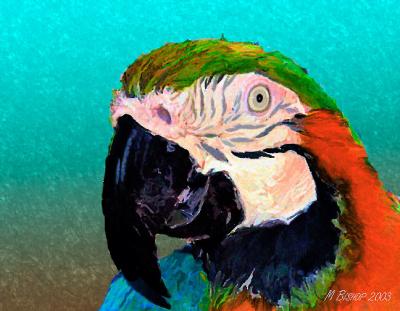 Matisse-2 macaw