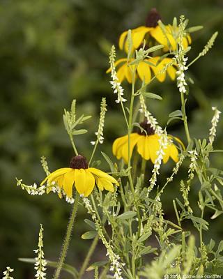 Black-Eye Susan (I think)