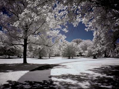 Brookgreen Gardens infrared 11