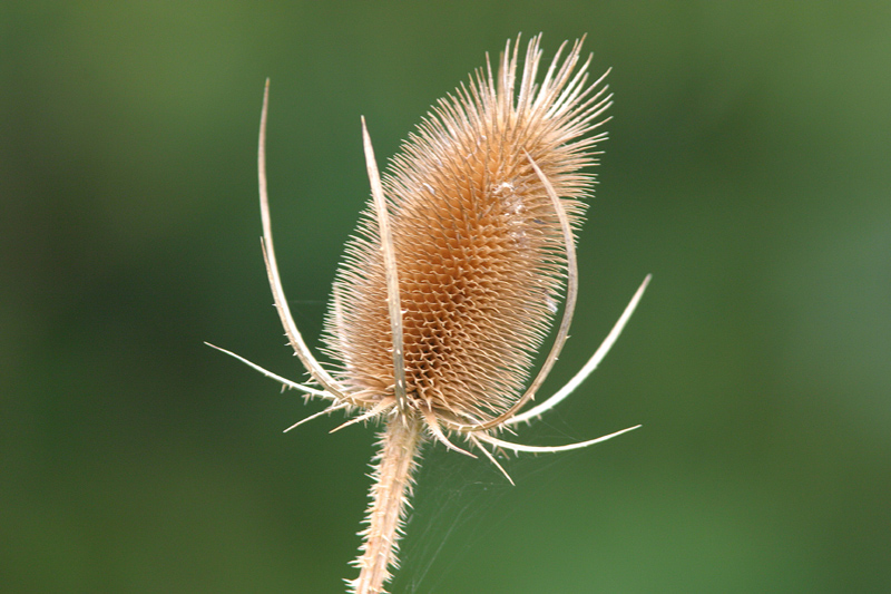 CRW_2482web.jpg