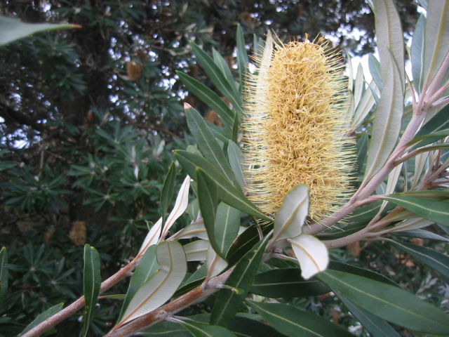 Banksia