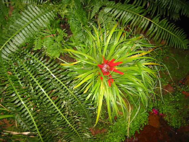 Clivia