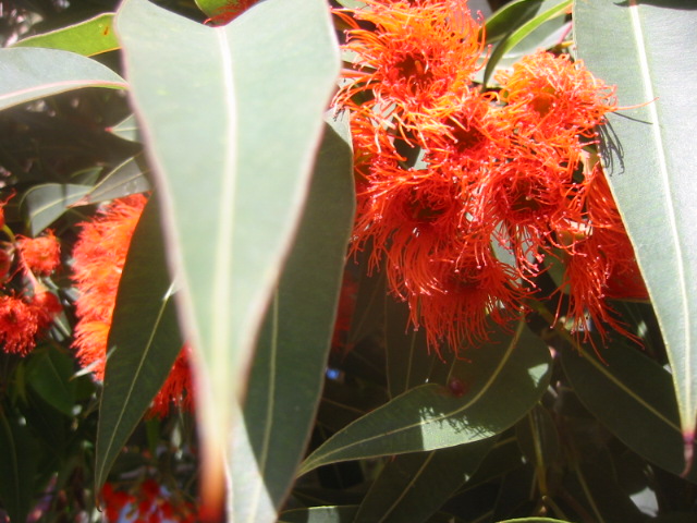 Eucalyptus sideroxylon