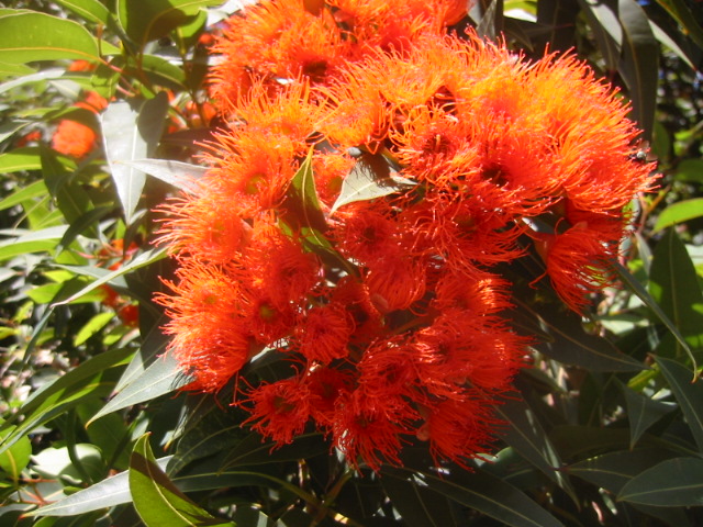 Red gumflowers