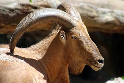 Barbary Sheep 2