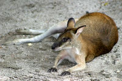 Kangaroo
