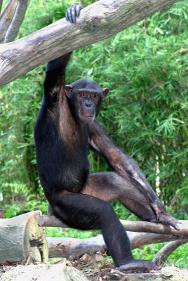 Chimpanzee