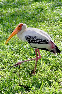 Painted Stork 2