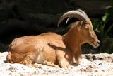 Barbary Sheep 1