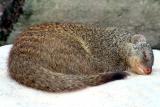 Sleeping Mongoose