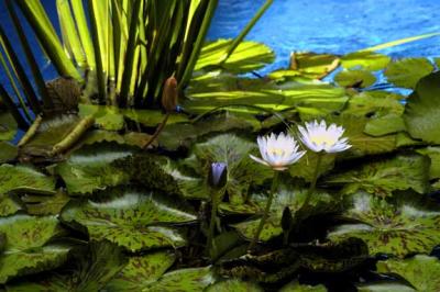 Lillies