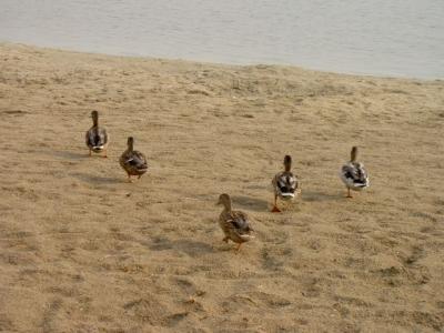 Duckies on the Run