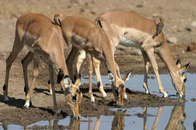 Impalas and Oxpeckers (Mashatu)