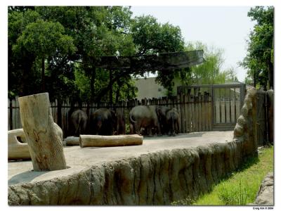 Elephants from the Fort Worth Zoo