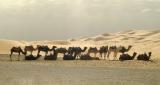 Morocco - Sahara - Camels at wait