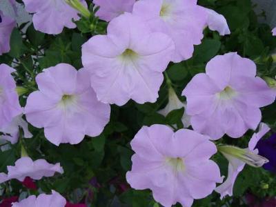 My Garden
