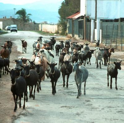 September 6 : The Goat Run