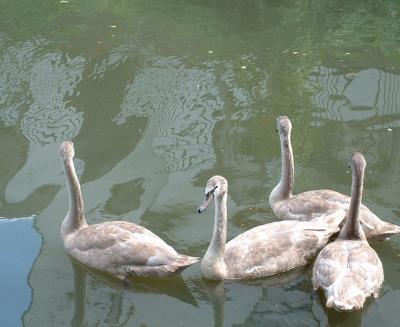September 10: Cygnets