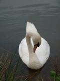 August 13 2003:<br> Swan