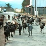 September 6 : The Goat Run